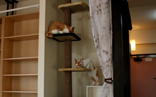 Illustration for article titled Japan's Cat Apartments Come with... Cats